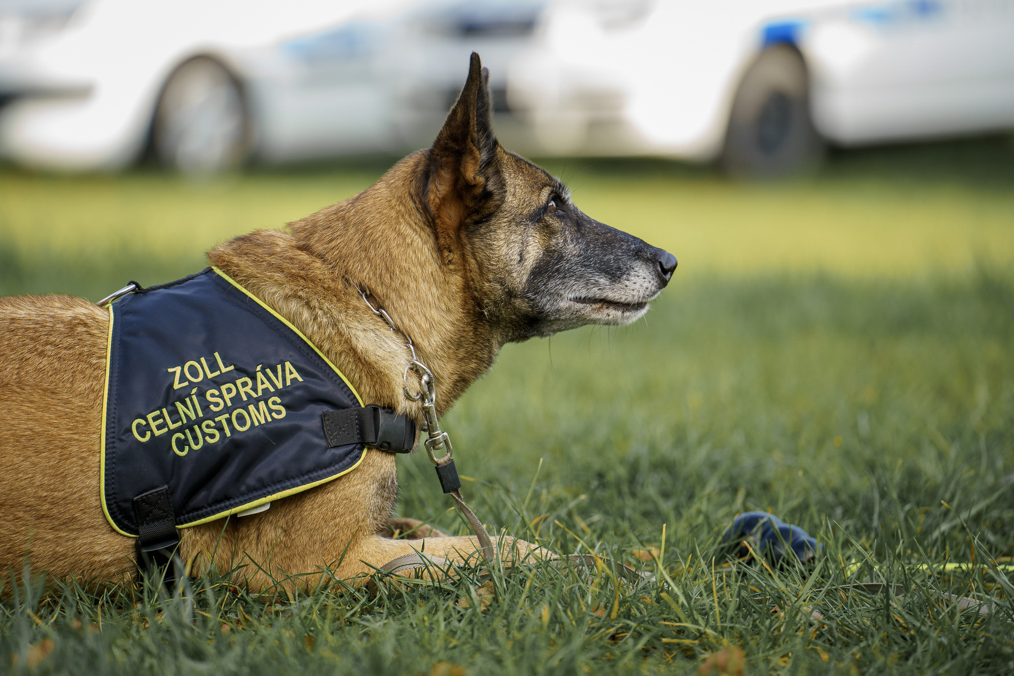 CLEP Workshop on Training and Deploying Cash Detection Dogs